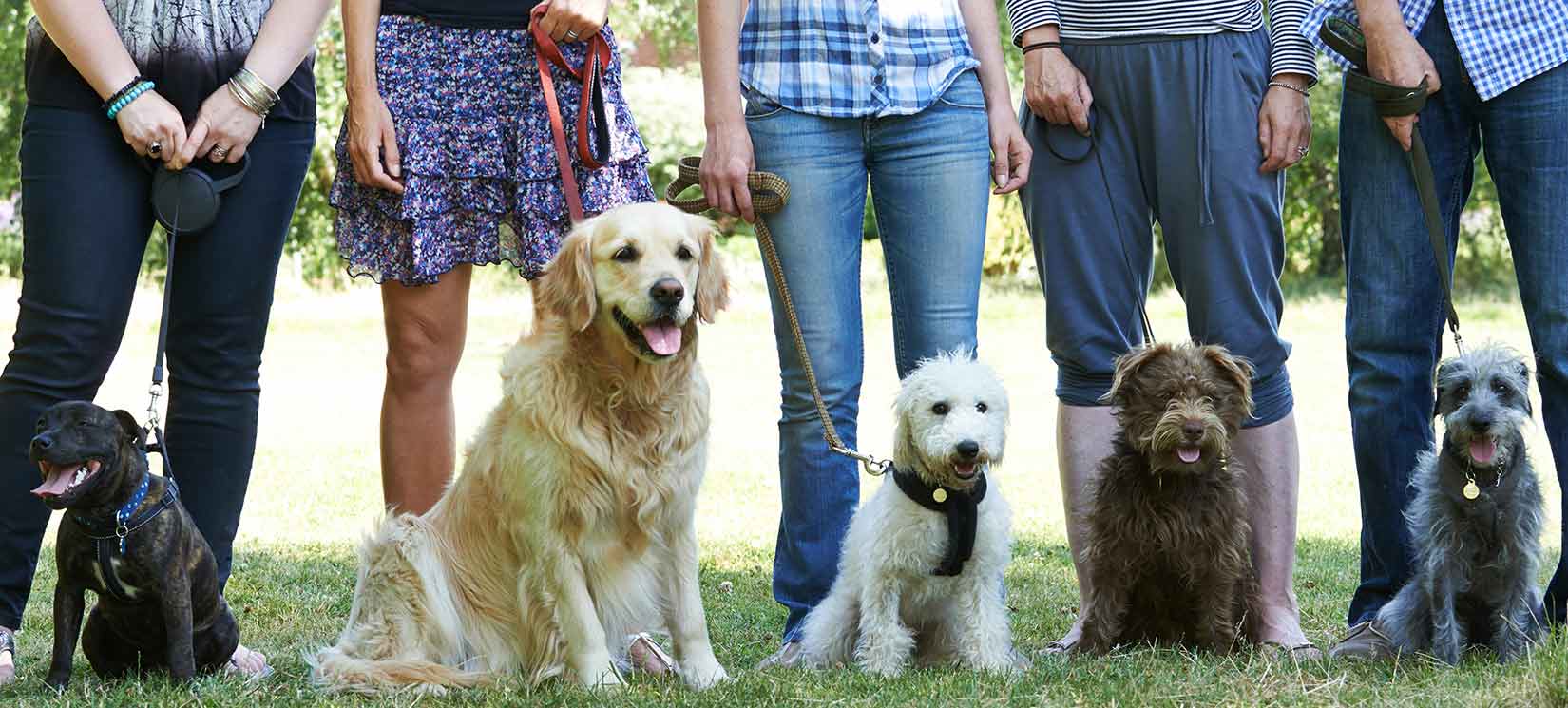 Dog Park at Amenity Center for Seminole Palms in Palm Coast Fl
